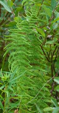 Image of Marsh Fern