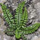 Plancia ëd Asplenium trichomanes subsp. coriaceifolium Rasbach, K. Rasbach, Reichst. & Bennert