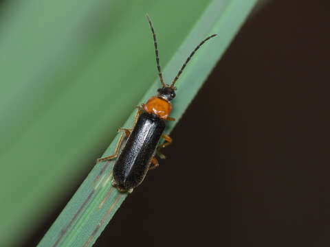 Image of <i>Cratosilis sicula</i>