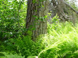 Слика од Populus balsamifera subsp. trichocarpa (Torr. & Gray) Brayshaw