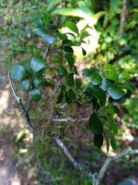 Imagem de Capurodendron tampinense (Lecomte) Aubrév.