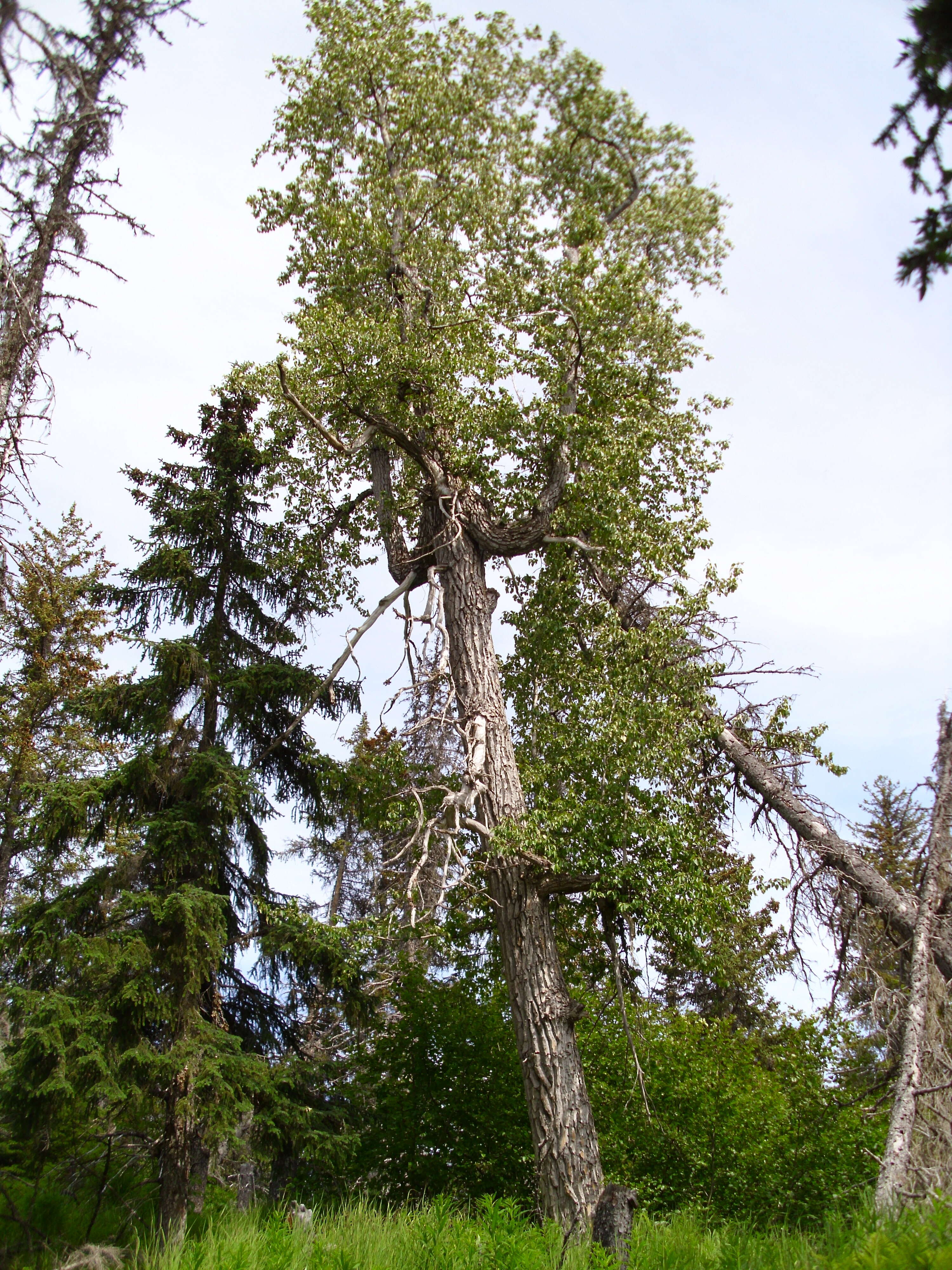 Слика од Populus balsamifera subsp. trichocarpa (Torr. & Gray) Brayshaw