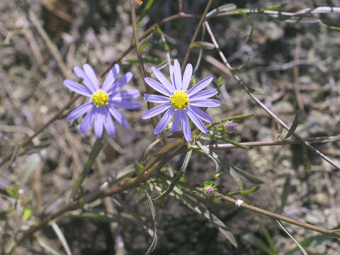 Image of Heteropappus hispidus (Thunb.) Less.