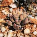 Imagem de Conophytum bilobum subsp. bilobum