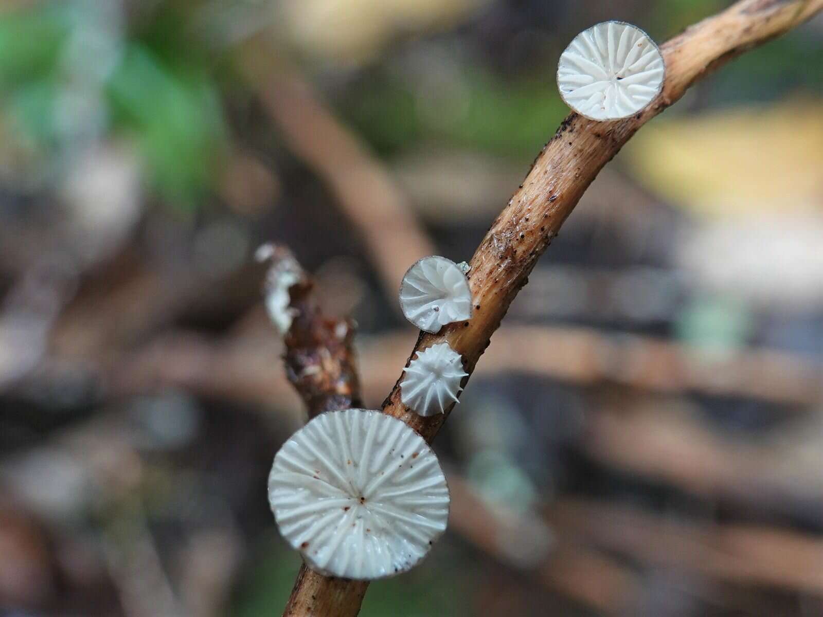 Hohenbuehelia cyphelliformis (Berk.) O. K. Mill. 1986 resmi