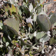 Image of Centella difformis (Eckl. & Zeyh.) Adamson