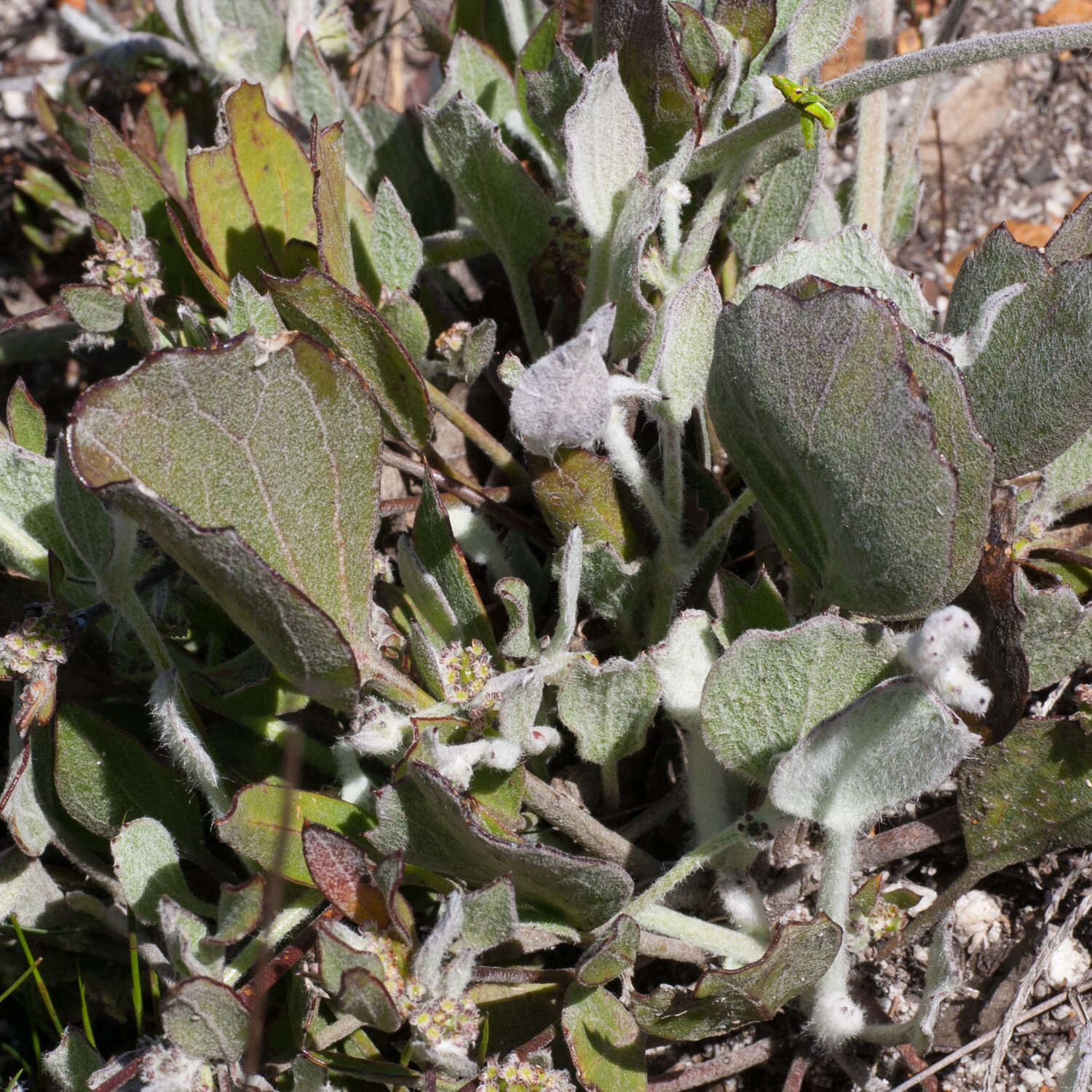 Image of Centella difformis (Eckl. & Zeyh.) Adamson