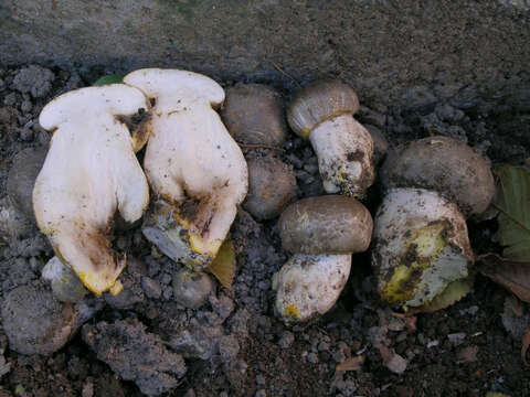 Plancia ëd Agaricus iodosmus Heinem. 1965