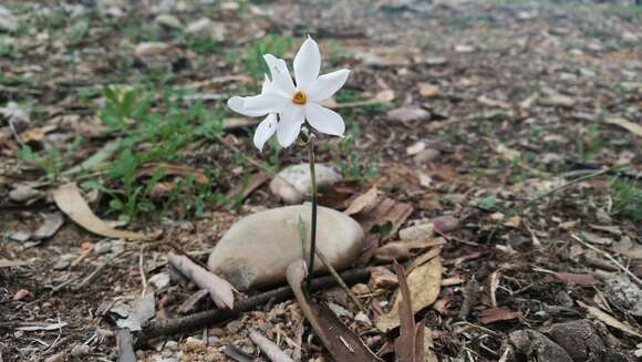 Image de Narcissus obsoletus (Haw.) Spach