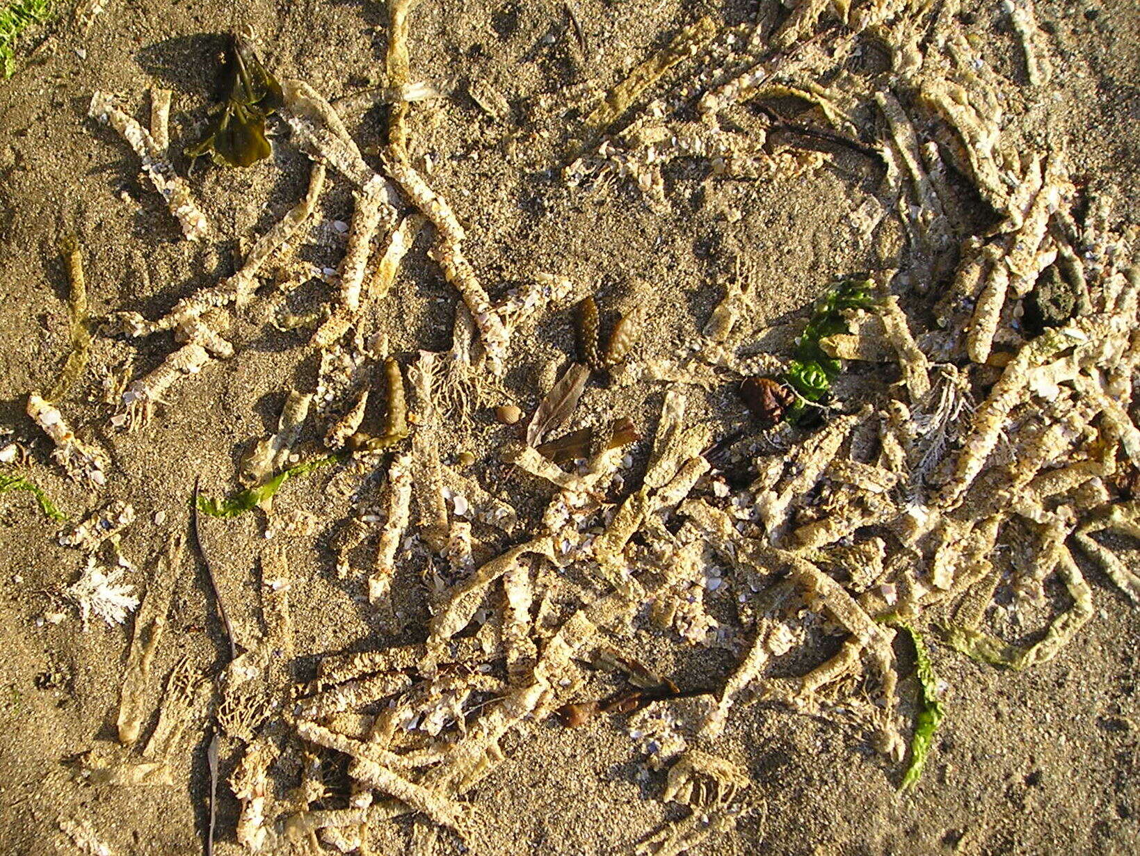 Image of sandmason worm or sand mason worm