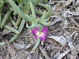 Image of Sarcozona praecox (F. Müll.) S. T. Blake