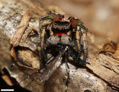 Image of Habronattus coecatus (Hentz 1846)