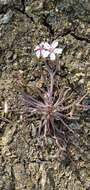 Image of gypsum springbeauty