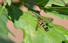 Image of Yellowlegged Clearwing Moth