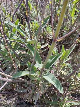 Salvia candelabrum Boiss. resmi