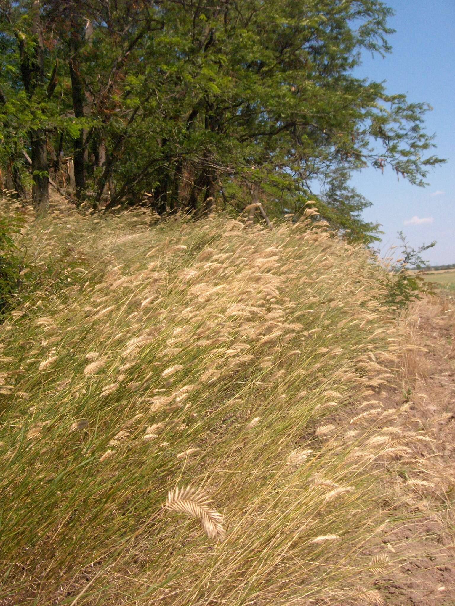 Image of wheatgrass