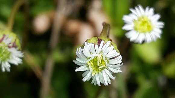 Image of Lagenophora cuneata Petrie