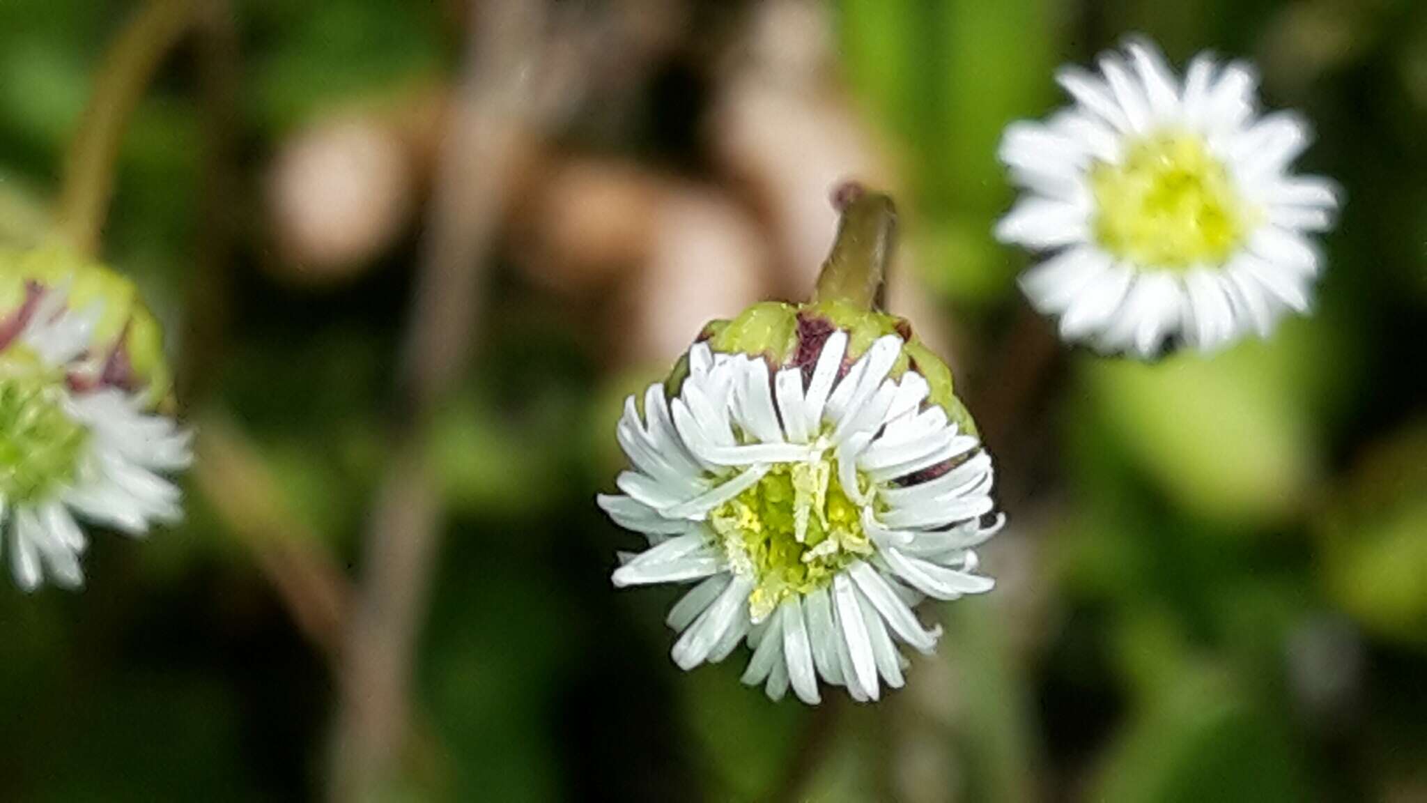 Lagenophora cuneata Petrie resmi