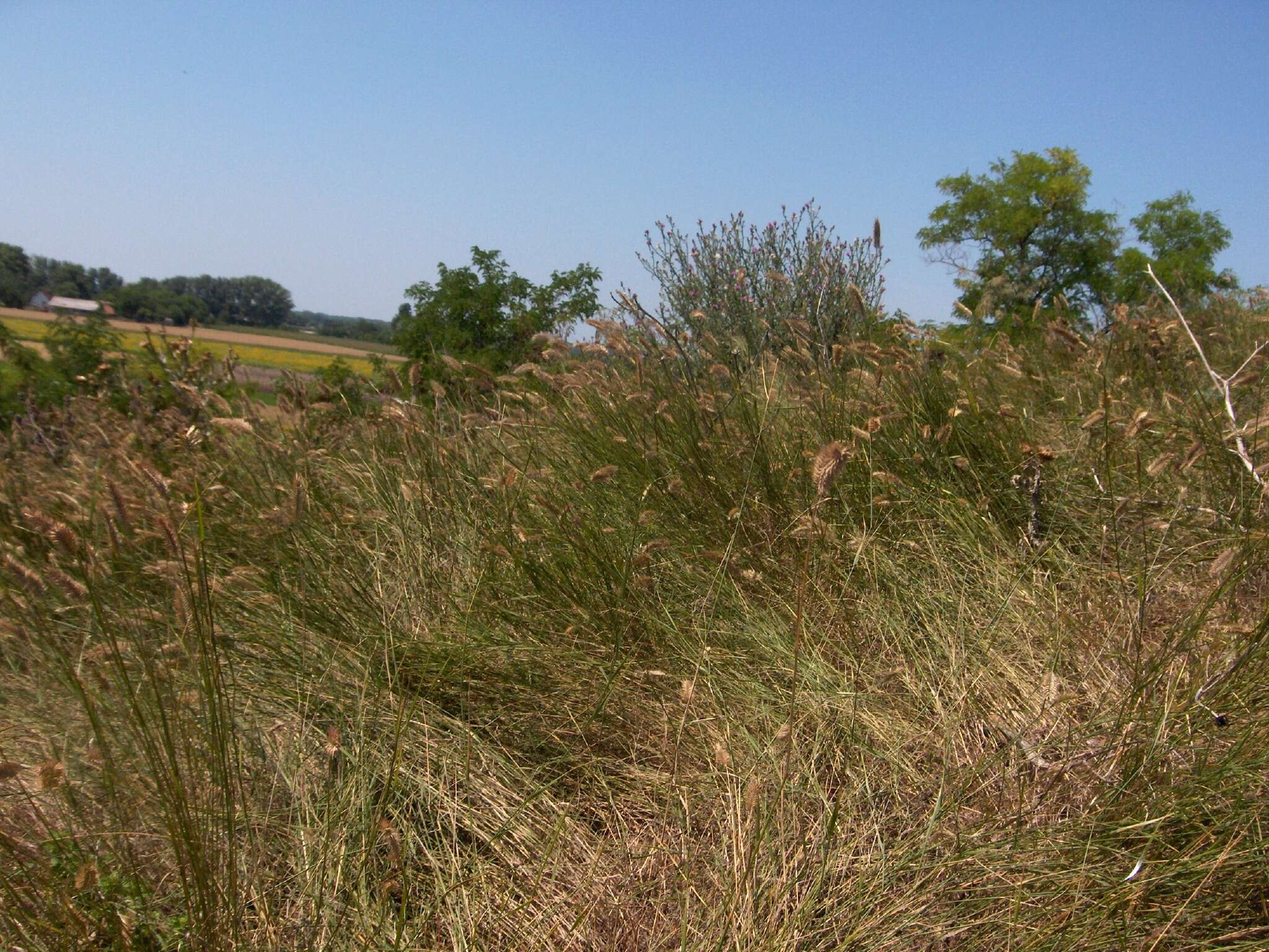 Image of wheatgrass