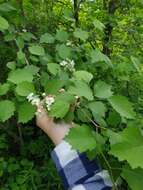 Imagem de Crataegus chrysocarpa var. praecox (Sarg.) J. B. Phipps