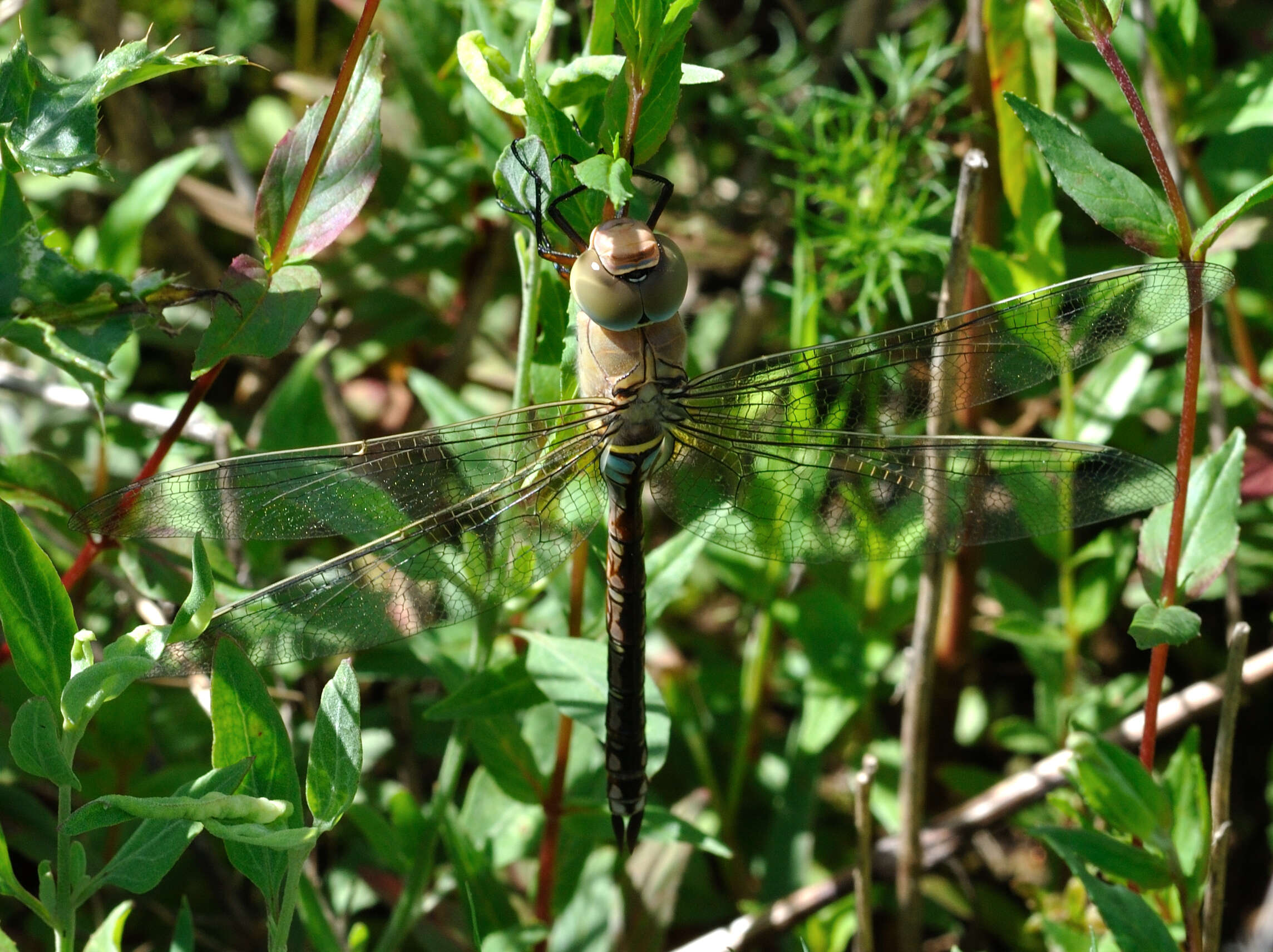 Image of Lesser Emperor