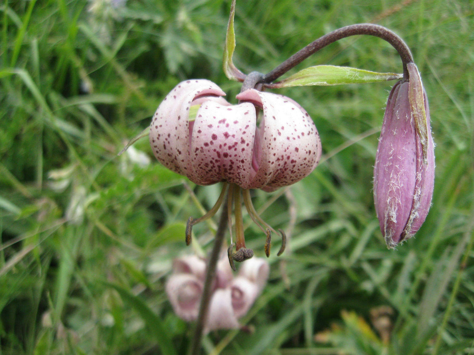 Lilium martagon var. martagon的圖片