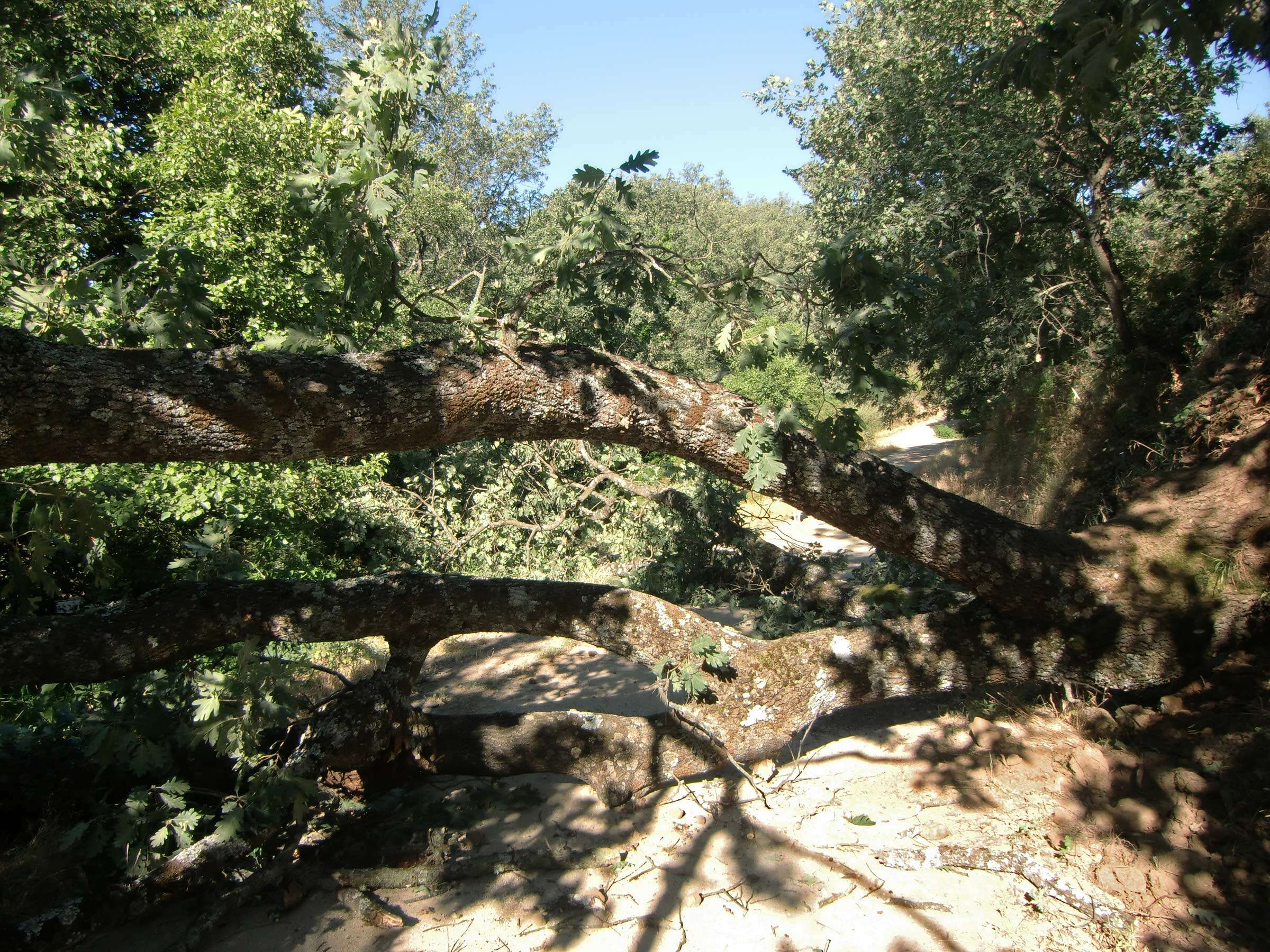 Image of Iberian white oak