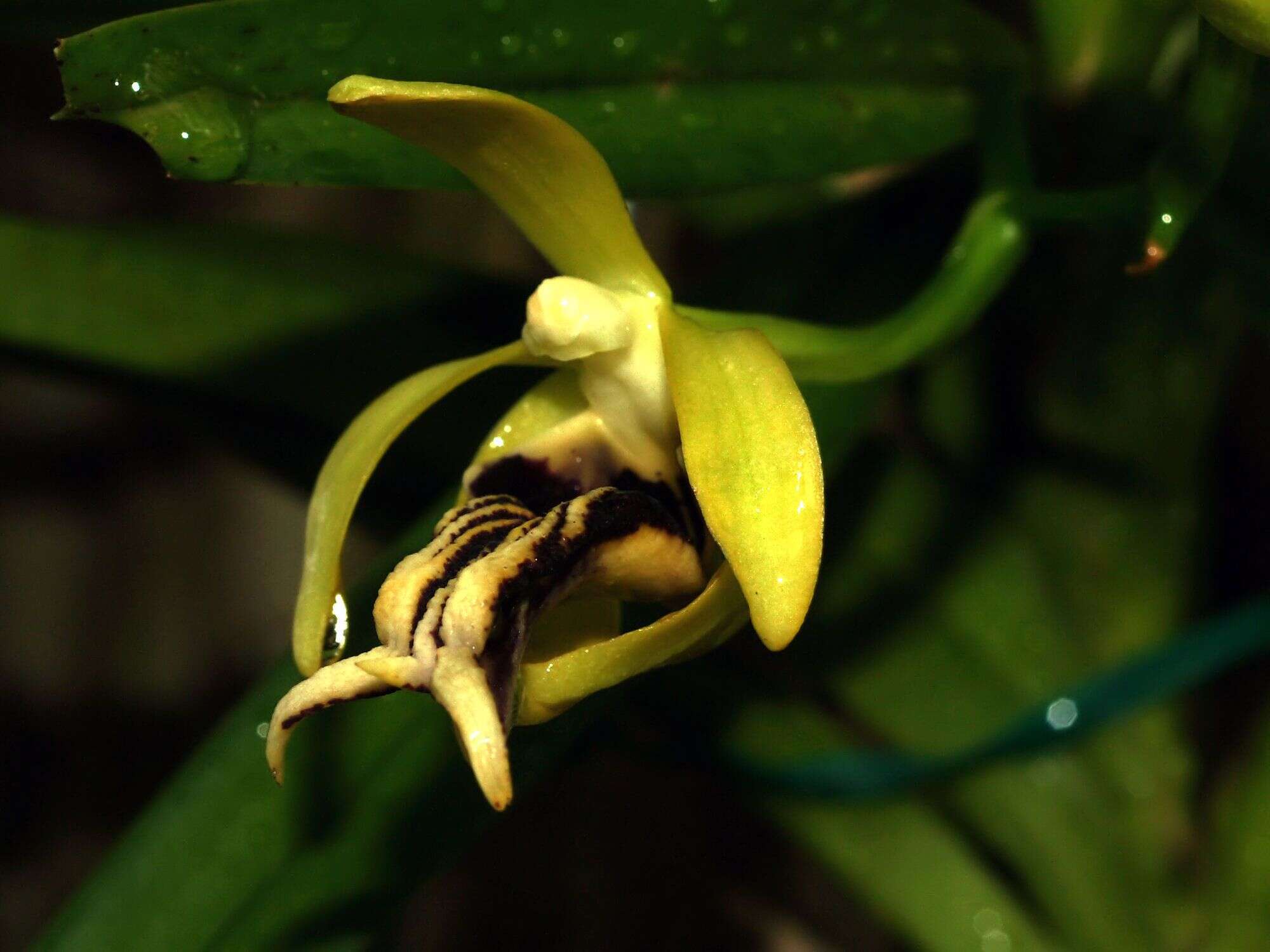 Image of Vanda cristata Wall. ex Lindl.