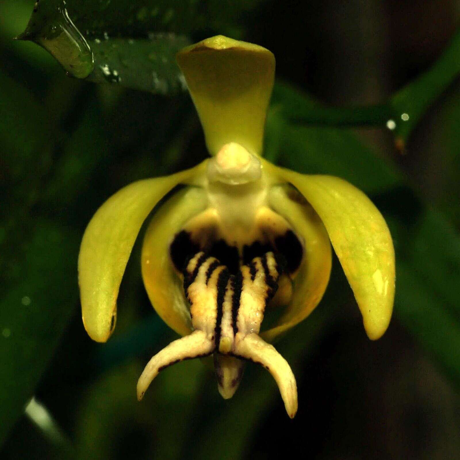 Image of Vanda cristata Wall. ex Lindl.