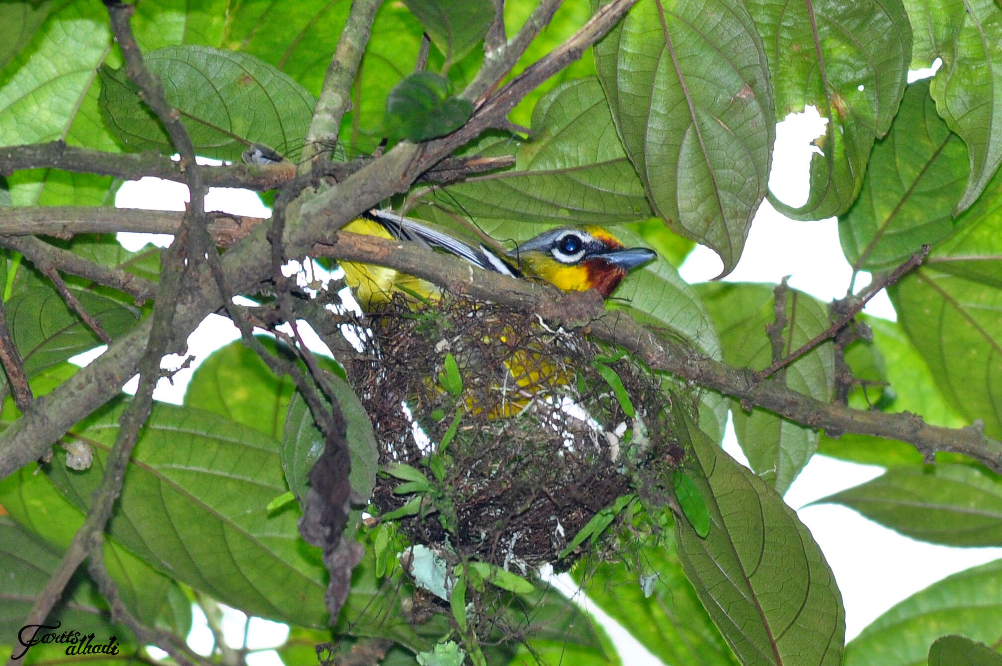 صورة Pteruthius aenobarbus (Temminck 1836)