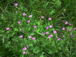 Imagem de Geranium molle L.