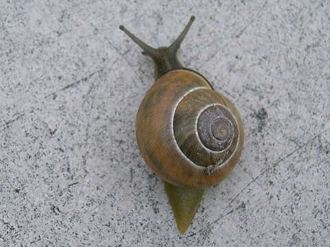 Image of Brown Lipped Snail