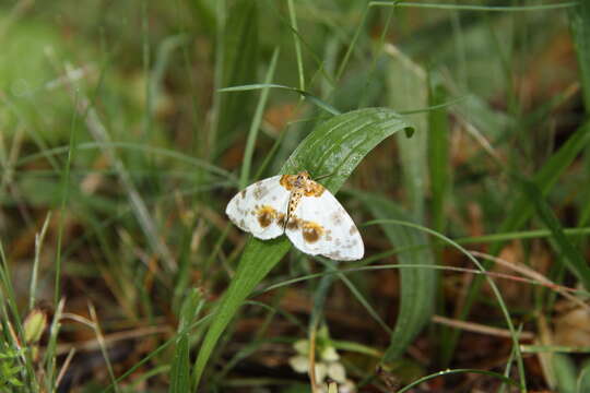 Image of clouded magpie