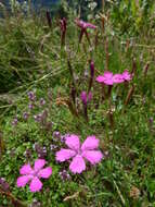 Слика од Dianthus deltoides L.