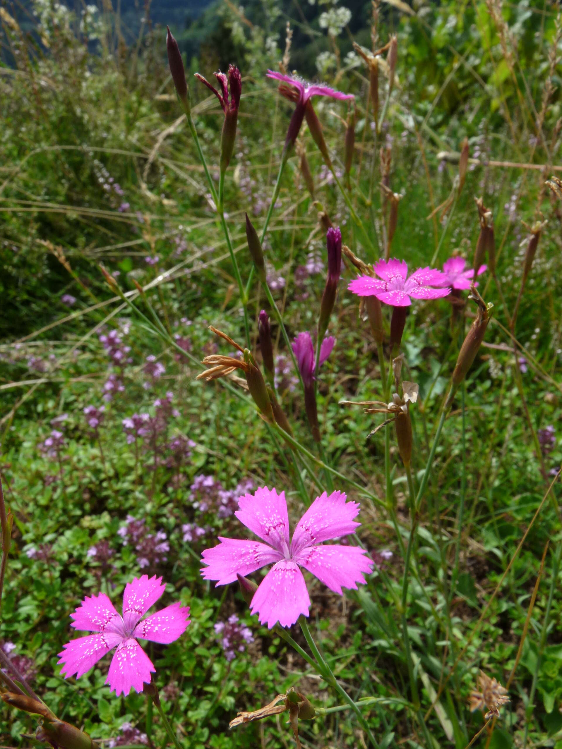 Слика од Dianthus deltoides L.