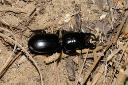 Image of Scarites (Scarites) buparius (Forster 1771)