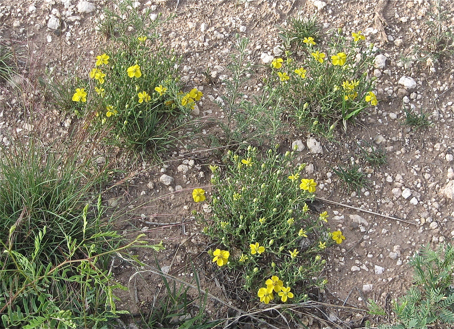 Image of Rocky Mountain zinnia