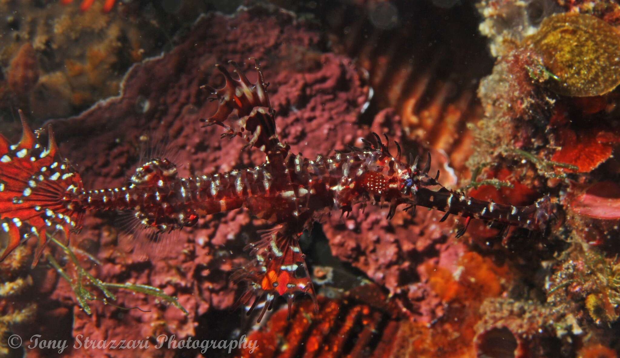 Image of Ornate ghost pipefish