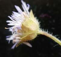 Image de Jasione montana subsp. montana