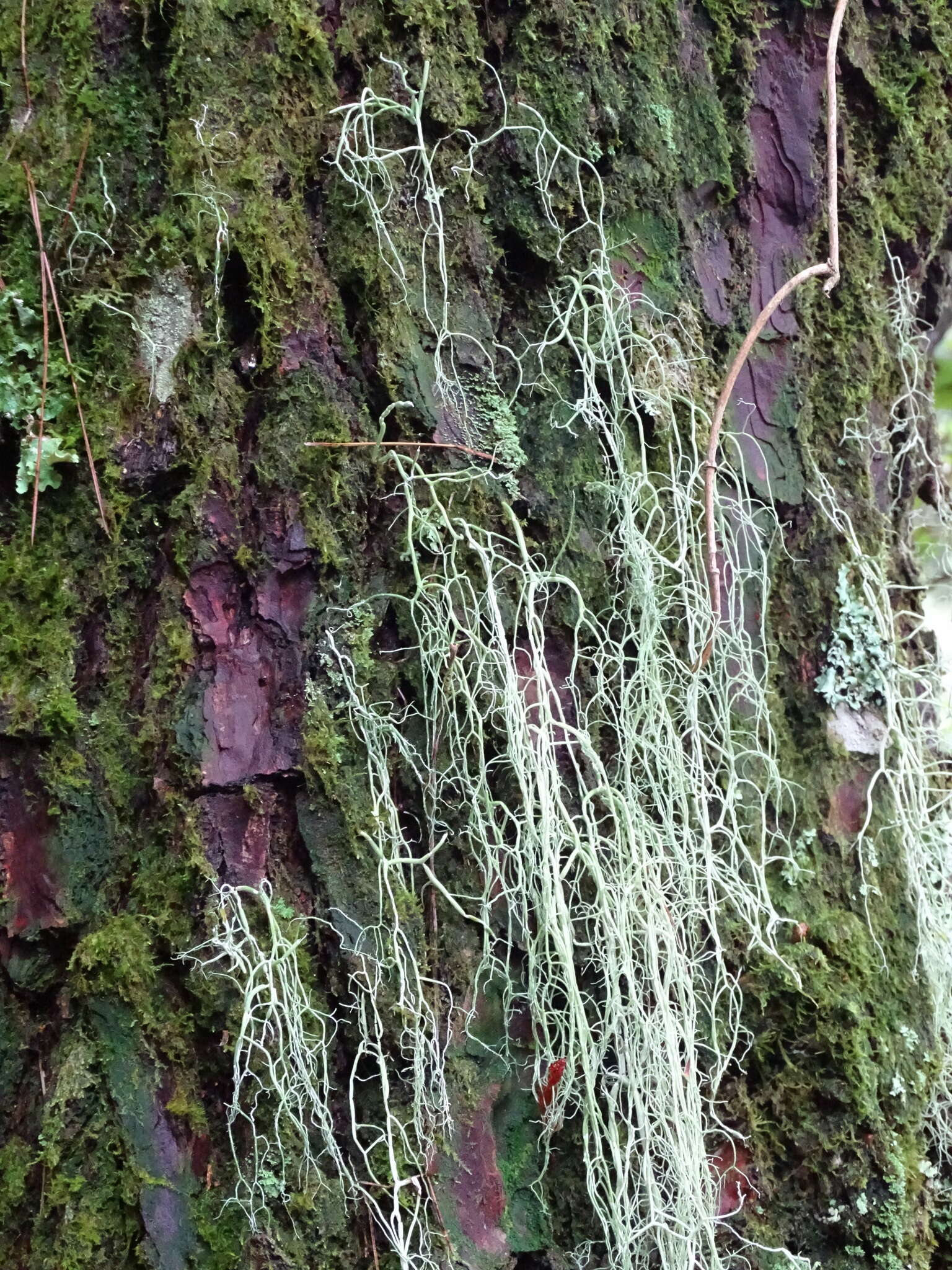 Image of string-of-sausages lichen