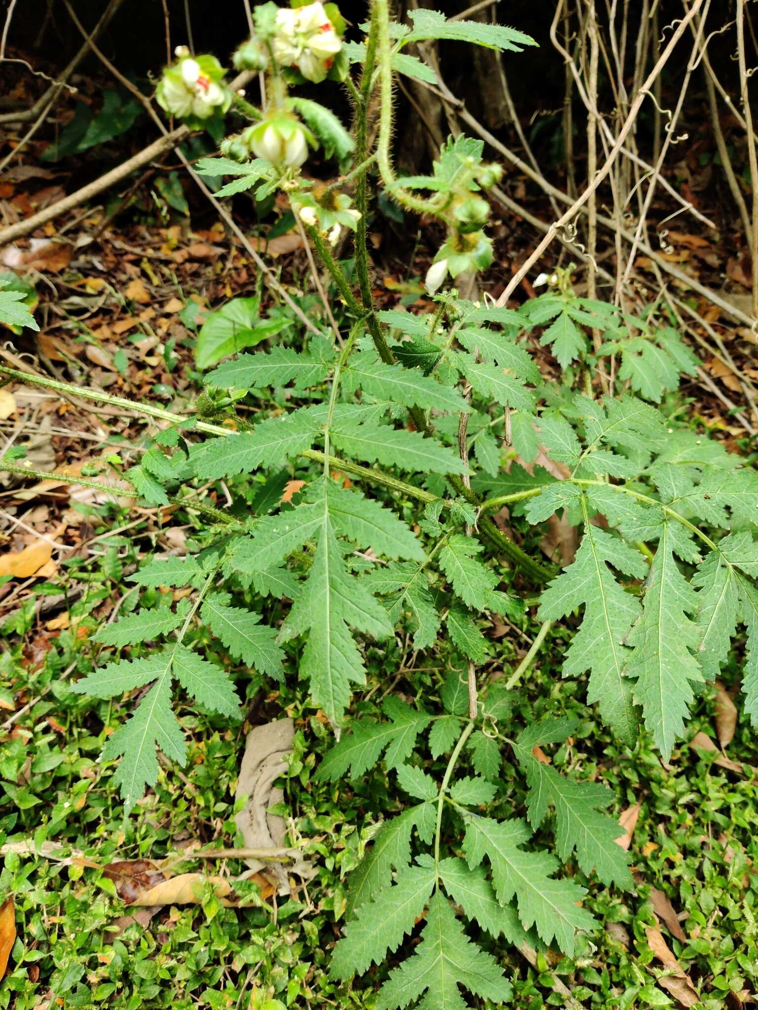 Image of Nasa triphylla subsp. rudis (Benth.) Weigend