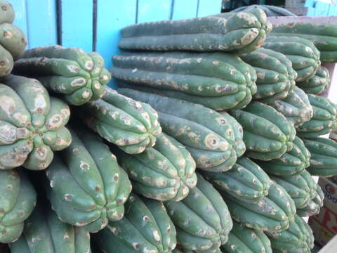 Image of Echinopsis pachanoi