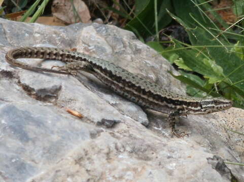 Image of Pyrenean rock lizard