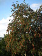 Image of rowan,  moutain ash