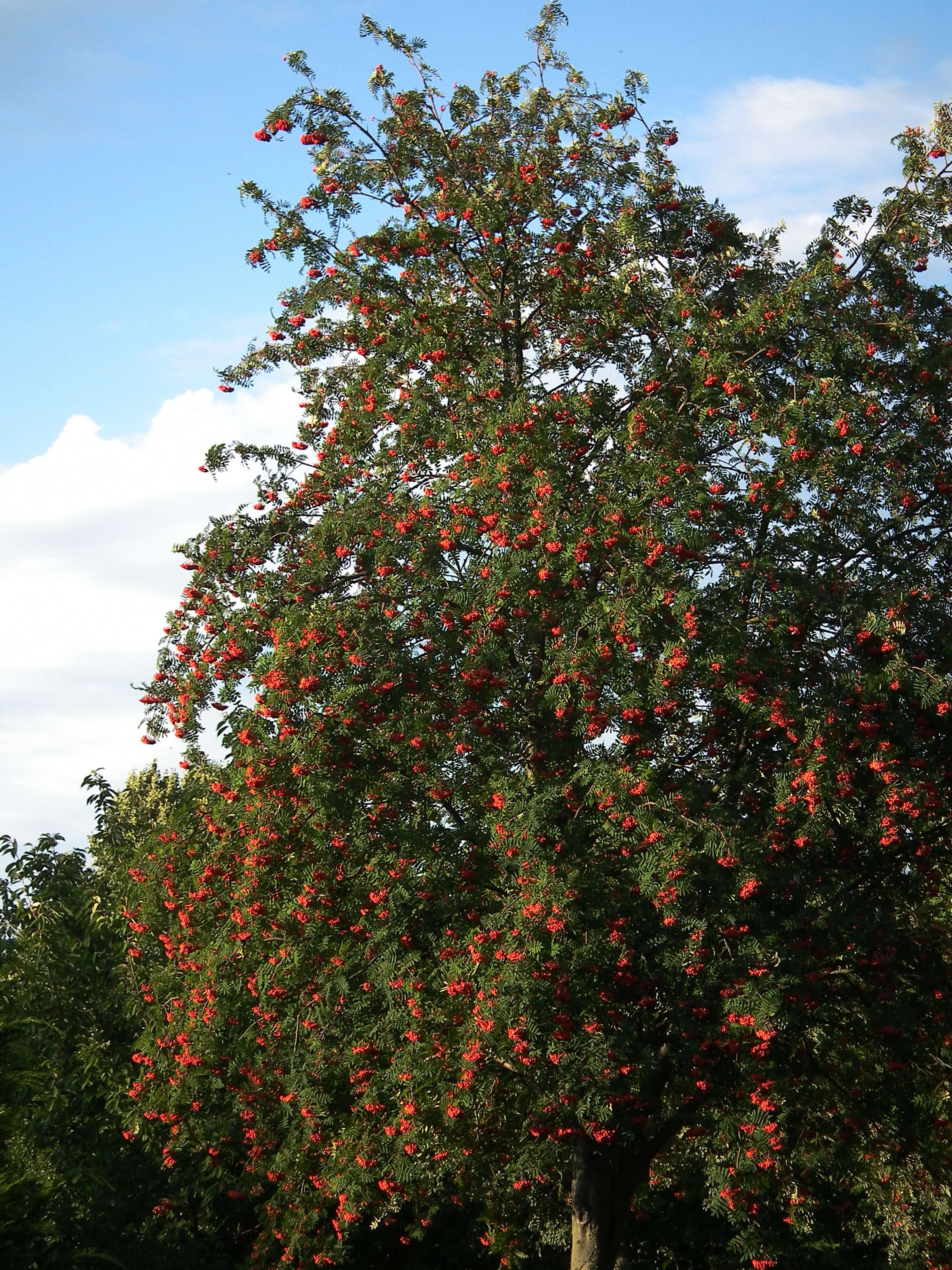 Image of rowan,  moutain ash