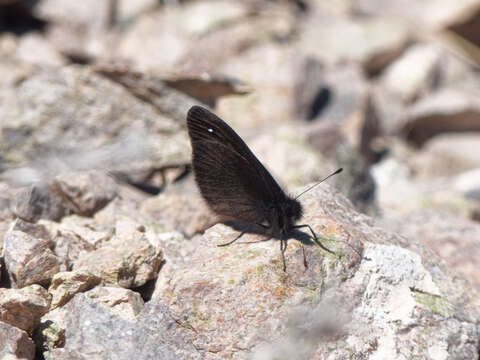 Imagem de Faunula leucoglene Felder 1867