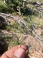 Image de Pennellia micrantha (A. Gray) Nieuwl.