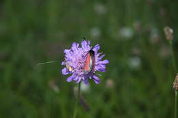 Image de Nemophora metallica