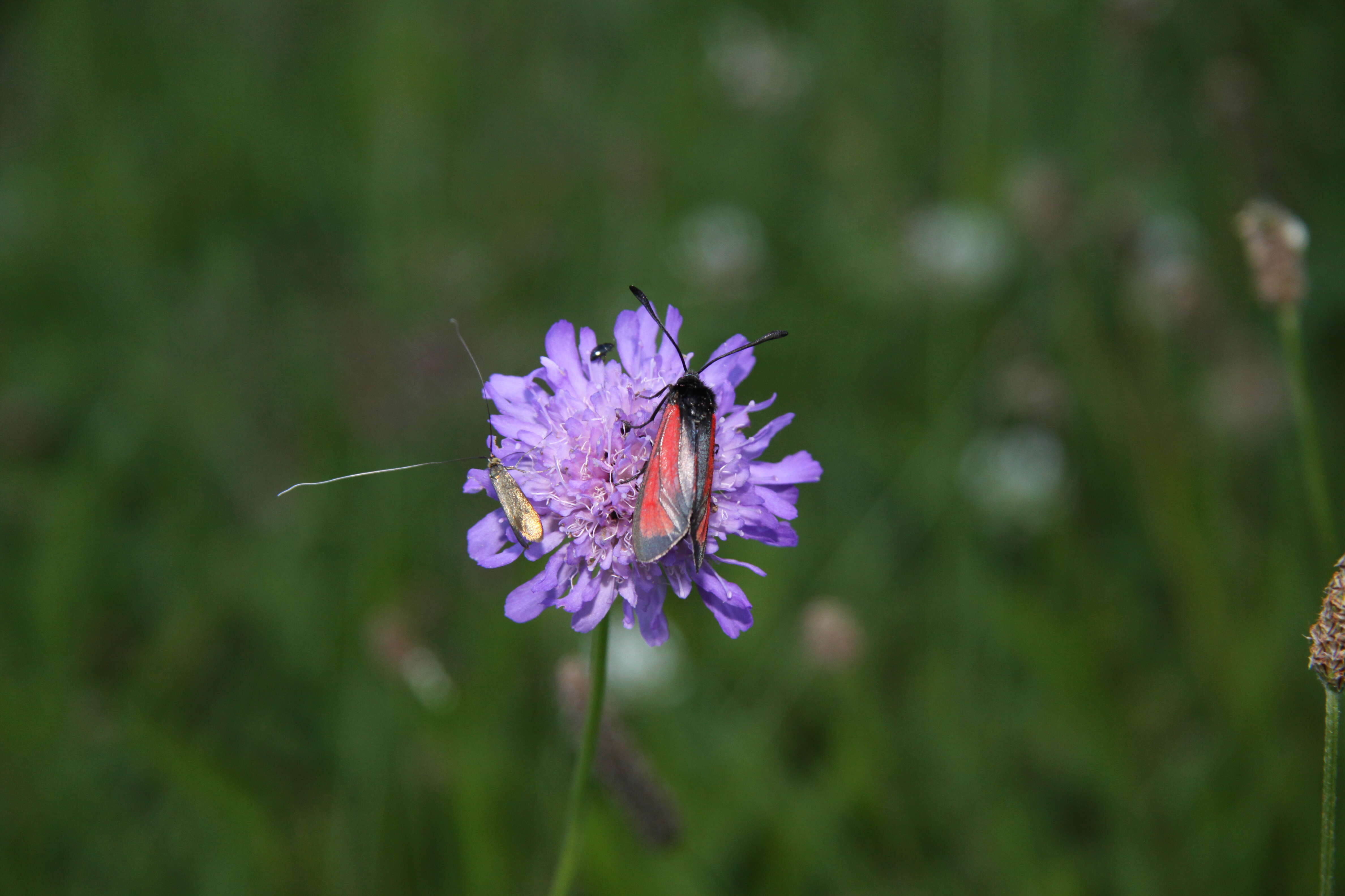 Image de Nemophora metallica