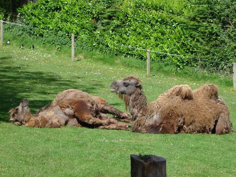 Image of Bactrian camel